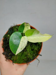 Monstera Jungle Mint