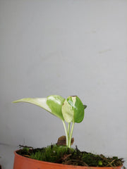 Monstera Jungle Mint
