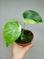 Monstera Jungle Mint
