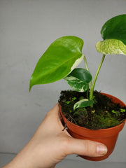 Monstera Jungle Mint