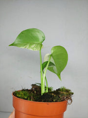 Monstera Jungle Mint