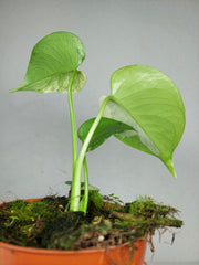 Monstera Jungle Mint