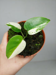 Monstera Jungle Mint