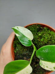 Monstera Jungle Mint