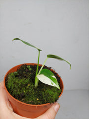 Monstera Jungle Mint