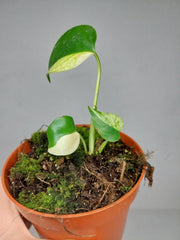 Monstera Jungle Mint