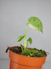Monstera Jungle Mint
