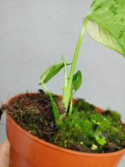 Monstera Jungle Mint