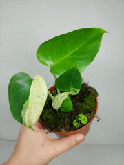 Monstera Jungle Mint