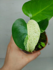 Monstera Jungle Mint