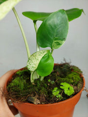 Monstera Jungle Mint