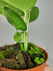 Monstera Jungle Mint