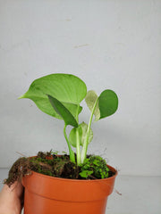 Monstera Jungle Mint