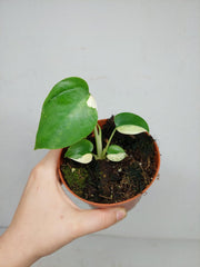 Monstera Jungle Mint