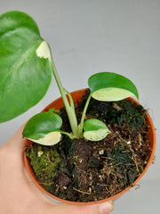 Monstera Jungle Mint