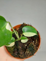 Monstera Jungle Mint