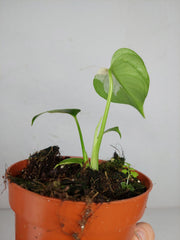 Monstera Jungle Mint