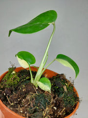 Monstera Jungle Mint