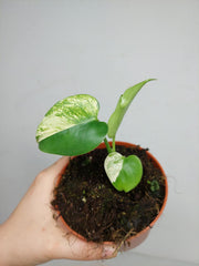 Monstera Jungle Mint