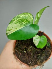 Monstera Jungle Mint