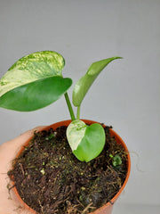 Monstera Jungle Mint
