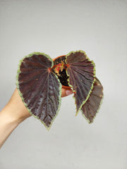Begonia Darthvaderiana Green Spots