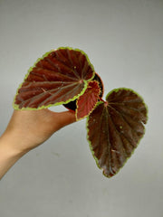 Begonia Darthvaderiana Green Spots