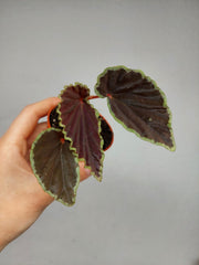 Begonia Darthvaderiana Green Spots