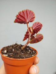 Begonia Darthvaderiana Green Spots