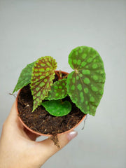 Begonia Chlorosticta