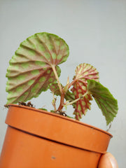 Begonia Chlorosticta