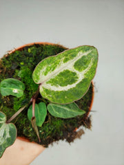 Anthurium Red Crystallinum Variegata