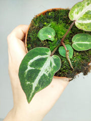 Anthurium Red Crystallinum Variegata