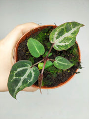Anthurium Red Crystallinum Variegata
