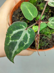 Anthurium Red Crystallinum Variegata