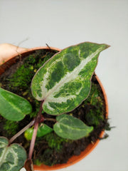 Anthurium Red Crystallinum Variegata