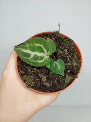 Anthurium Red Crystallinum Variegata