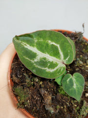 Anthurium Red Crystallinum Variegata