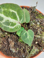 Anthurium Red Crystallinum Variegata