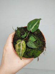 Anthurium Red Crystallinum Variegata