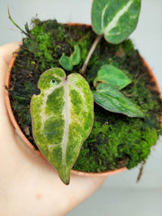 Anthurium Red Crystallinum Variegata