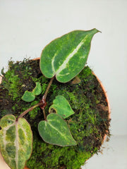 Anthurium Red Crystallinum Variegata