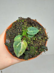 Anthurium Red Crystallinum Variegata