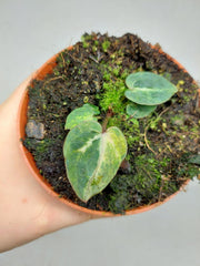 Anthurium Red Crystallinum Variegata