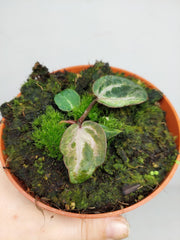 Anthurium Red Crystallinum Variegata