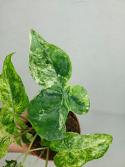Alocasia Macrorrhiza Splash Tricolor