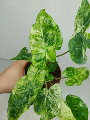 Alocasia Macrorrhiza Splash Tricolor