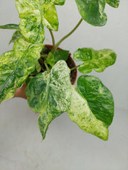 Alocasia Macrorrhiza Splash Tricolor
