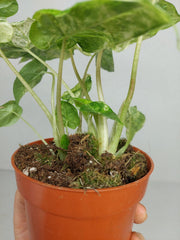 Alocasia Macrorrhiza Splash Tricolor