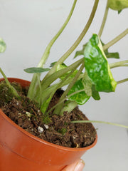 Alocasia Macrorrhiza Splash Tricolor